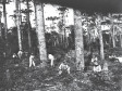 "Revelando o Contestado: imagens do mais sangrento conflito social do Brasil nas lentes do sueco Claro Jansson" (1877-1954)