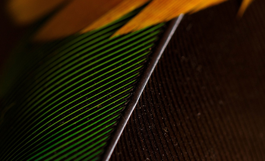 Simpósio Virtual Arte indígena em Comunicação