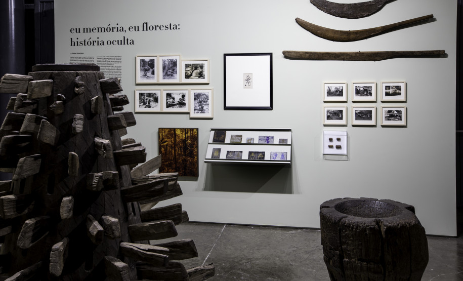 eu memoria eu floresta historia oculta