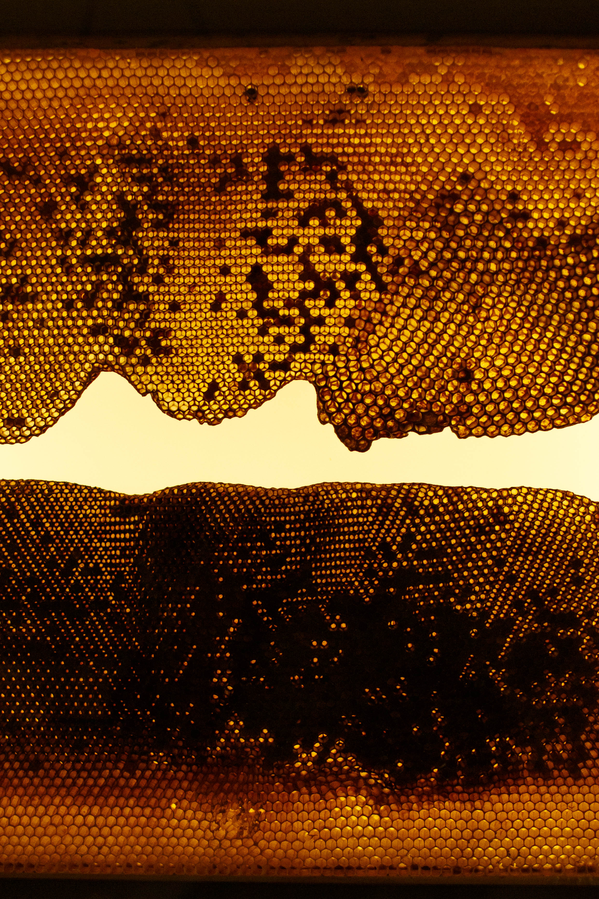 Detalhe favos de mel