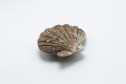 Concha de um bivalve marinho Nodipecten nodosus (Linnaeus, 1758), uma espécie de molusco também conhecido como vieira, originário de Matinhos, litoral do Paraná. Coleção Lange de Morretes. Acervo Museu Paranaense. 