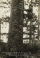 Autoria desconhecida. Povo Kanhgág - Terra Indígena Palmas, Paraná. Como índio sobe no pinheiro para colher pinhão, 1939. Acervo Vladimir Kozák.