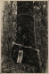 Vladimir Kozák. Serra do Mar, Paraná. Sem título [Araucária], s.d. Acervo Vladimir Kozák.