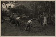 vladimir_kozak._serra_do_mar_-_parana._sem_titulo_sapeco_de_erva-mate_decada_de_1950._fotografia._colecao_vladmir_kozak_acervo_museu_paranaense.jpg