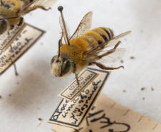 Exemplares de abelha da coleção de insetos do acervo do Departamento de Zoologia da UFPR, que farão parte da mostra "Ephemera/Perpétua". 