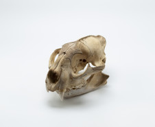 Crânio e maxilar inferior de onça. Coleção Vladimir Kozák. Acervo Museu Paranaense. 