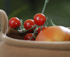 Roda de conversa "Agroecologia: entre práticas e vivências" | Programa Público "Se enfiasse os pés na terra: relações entre humanos e plantas"