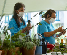 Oficina "Plantas e modos de benzimento"