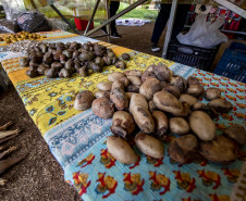 Feira de sementes quilombolas