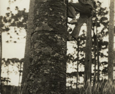 Autoria desconhecida. Povo Kanhgág - Terra Indígena Palmas, Paraná. Como índio sobe no pinheiro para colher pinhão, 1939. Acervo Vladimir Kozák.