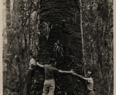 Vladimir Kozák. Serra do Mar, Paraná. Sem título [Araucária], s.d. Acervo Vladimir Kozák.