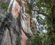 Cervos, araucárias e humanos: a pré-história do Paraná está nas paredes de Piraí do Sul