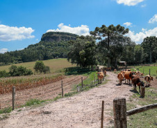 Cervos, araucárias e humanos: a pré-história do Paraná está nas paredes de Piraí do Sul