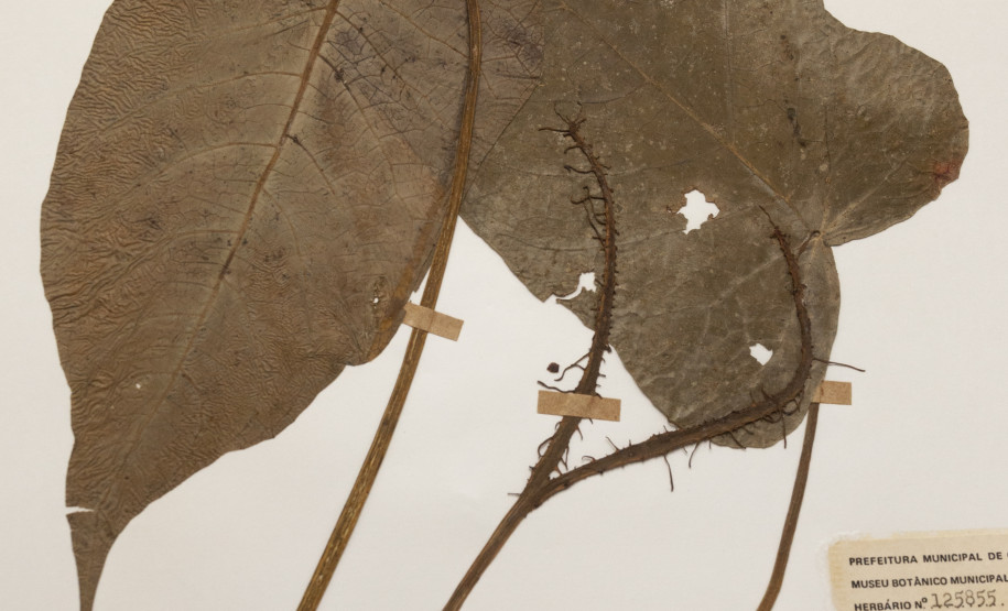 segundo ciclo de arquitetura do mupa