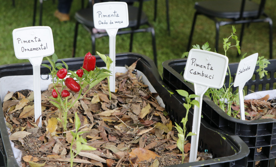 Roda de conversa "Agroecologia: entre práticas e vivências" | Programa Público "Se enfiasse os pés na terra: relações entre humanos e plantas"