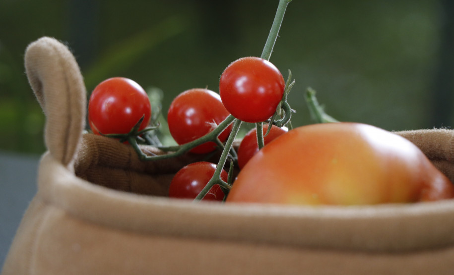 Roda de conversa "Agroecologia: entre práticas e vivências" | Programa Público "Se enfiasse os pés na terra: relações entre humanos e plantas"