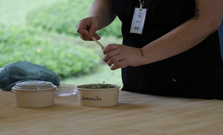 Oficina "Preparando chás com flores e ervas medicinais"