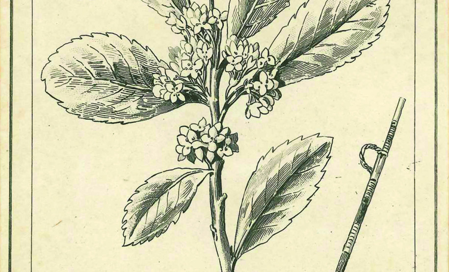 Ilustração Monographie du mate, 1856. Acervo Leão Junior.