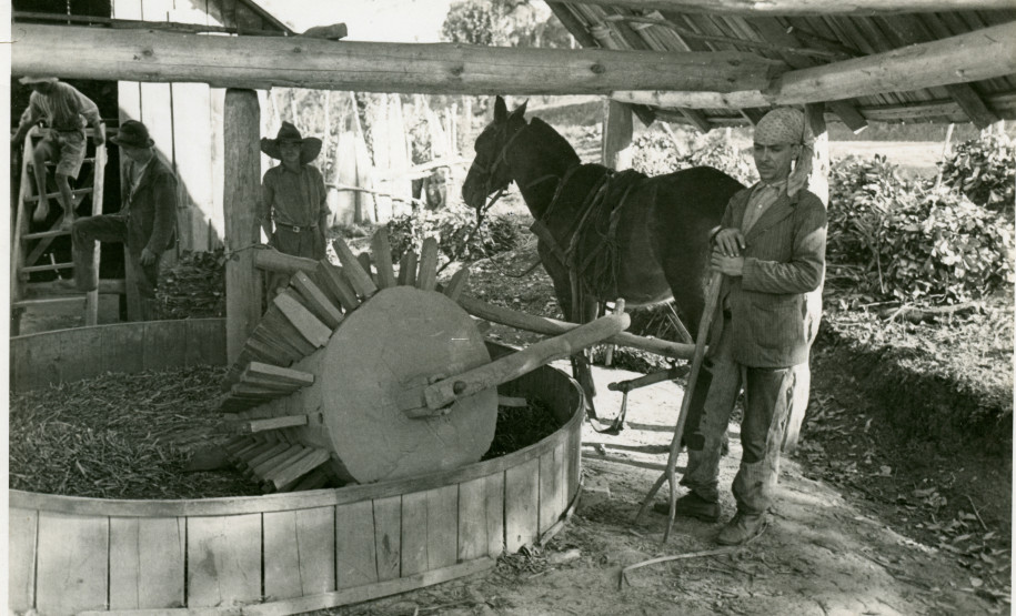 Vladimir Kozák. Serra do Mar - São José dos Pinhais/ Paraná. Sem título [Trituração de erva-mate com malhador], s.d.⠀Fotografia. Acervo Vladimir Kozák.