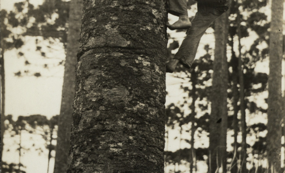 Autoria desconhecida. Povo Kanhgág - Terra Indígena Palmas, Paraná. Como índio sobe no pinheiro para colher pinhão, 1939. Acervo Vladimir Kozák.