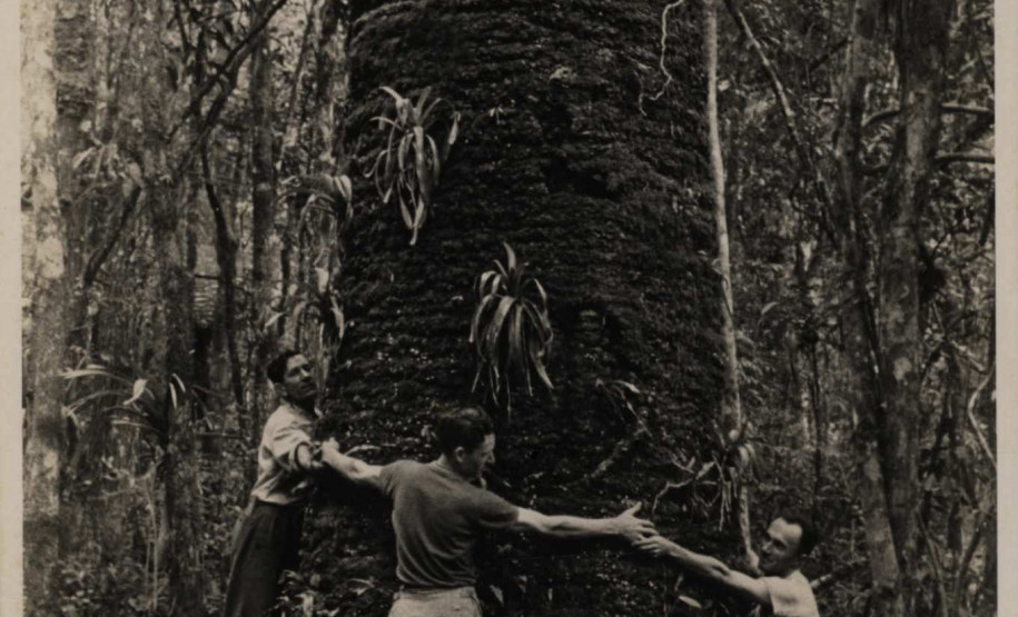 Vladimir Kozák. Serra do Mar, Paraná. Sem título [Araucária], s.d. Acervo Vladimir Kozák.