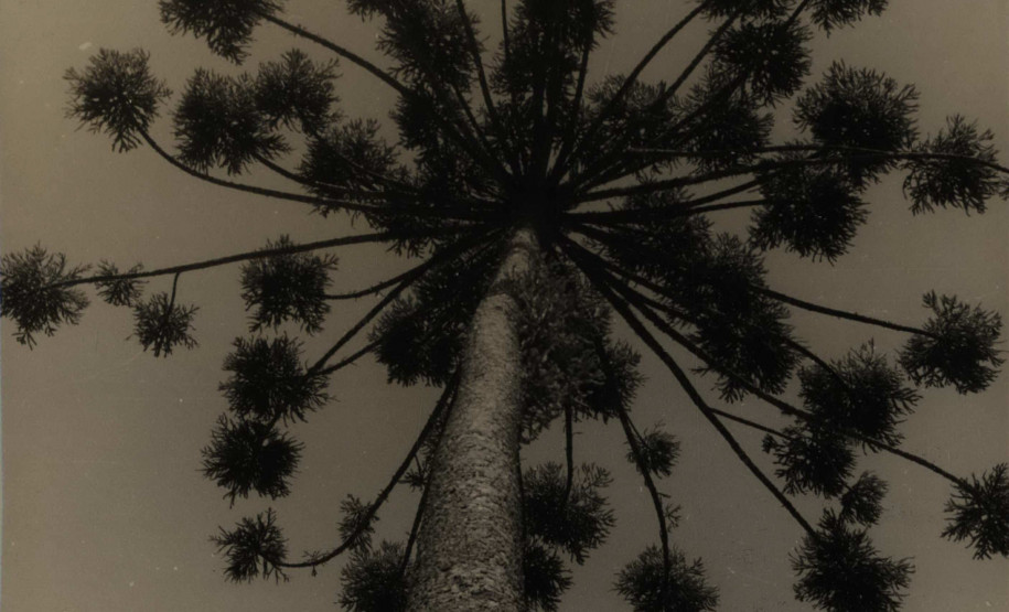 Vladimir Kozák. Serra do Mar, Paraná. Sem título [Araucária], s.d.