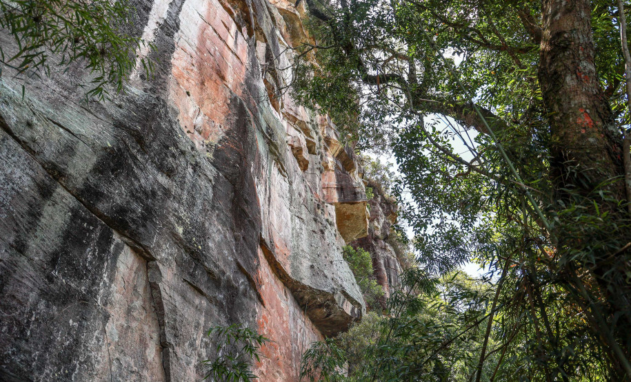 Cervos, araucárias e humanos: a pré-história do Paraná está nas paredes de Piraí do Sul