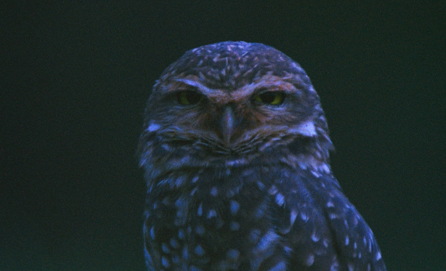 Noite das Ideias: MUPA recebe evento internacional da Embaixada da França