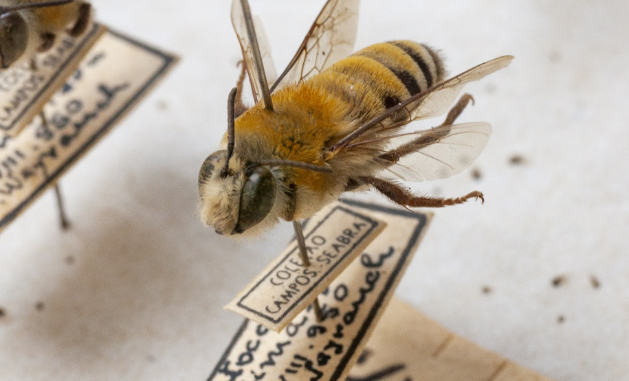 Abelha Exemplares de abelha da coleção de insetos do acervo do Departamento de Zoologia da UFPR, que farão parte da mostra "Ephemera/Perpétua".