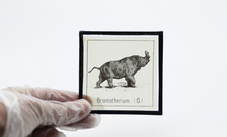 Slide Brontotherium Slide para projeção em epidiascópio, séc. XX. Positivo em vidro. Acervo Museu Paranaense.