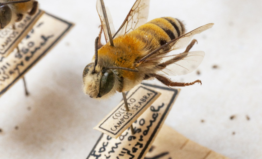 Caixa de abelhas Coleção de insetos que pertenceu a Jesus Moure. Acervo Departamento de Zoologia UFPR.