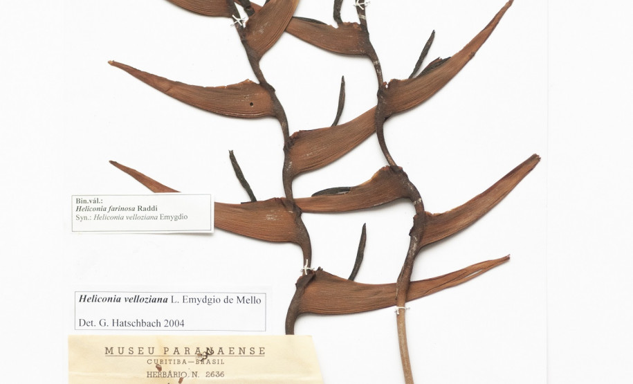 Exsicata Exsicata de Heliconia velloziana, coletada por Günther Tessmann. Acervo Herbário Municipal de Curitiba.