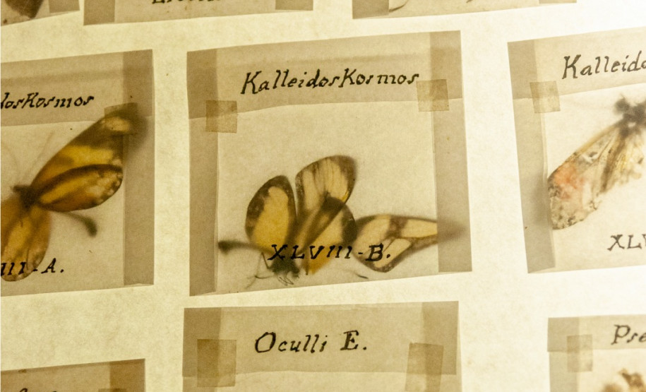 Palestra “Animalis Imaginibvs” aborda a arte das gravuras experimentais